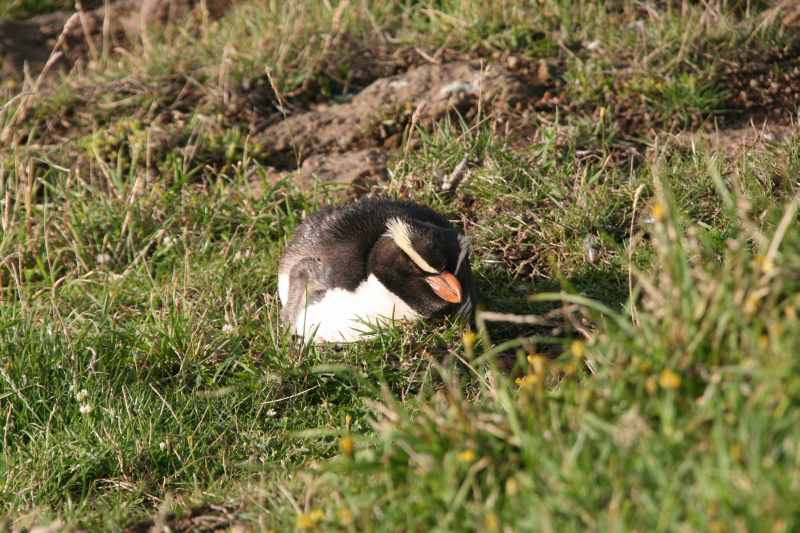 Nieuw-Zeeland 2011 - 1992